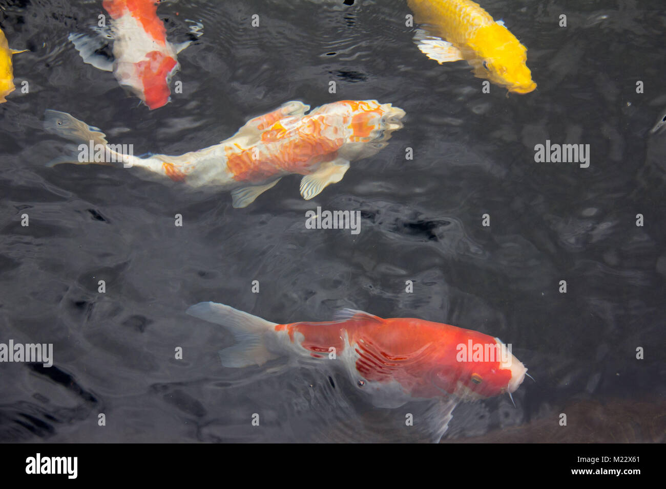 Uno spettacolare pesce Koi su Oahu Hawaii Foto Stock