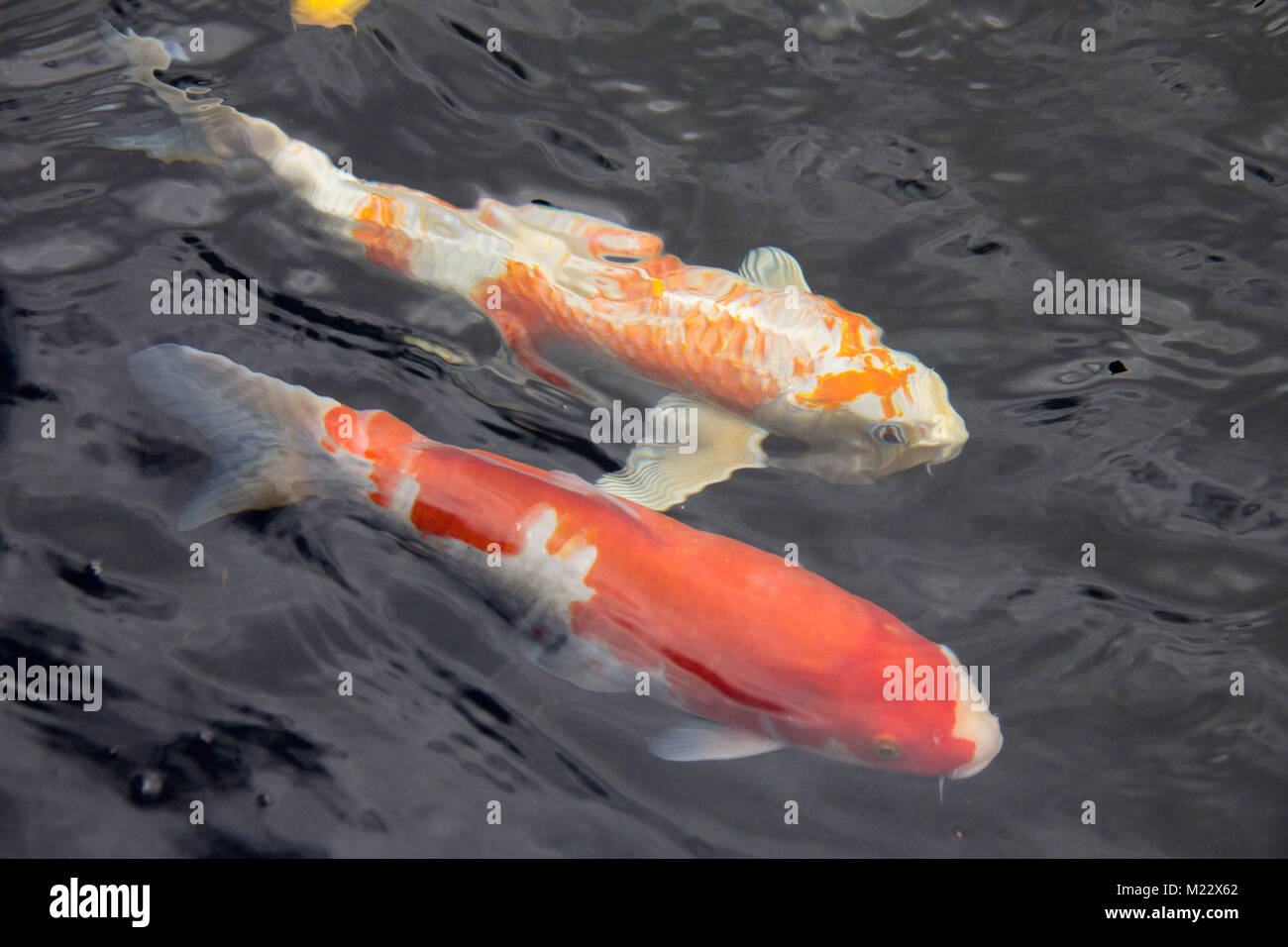 Uno spettacolare pesce Koi su Oahu Hawaii Foto Stock