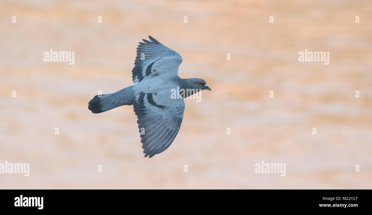 Flying pigeon bird in azione ( Columba livia ) Foto Stock