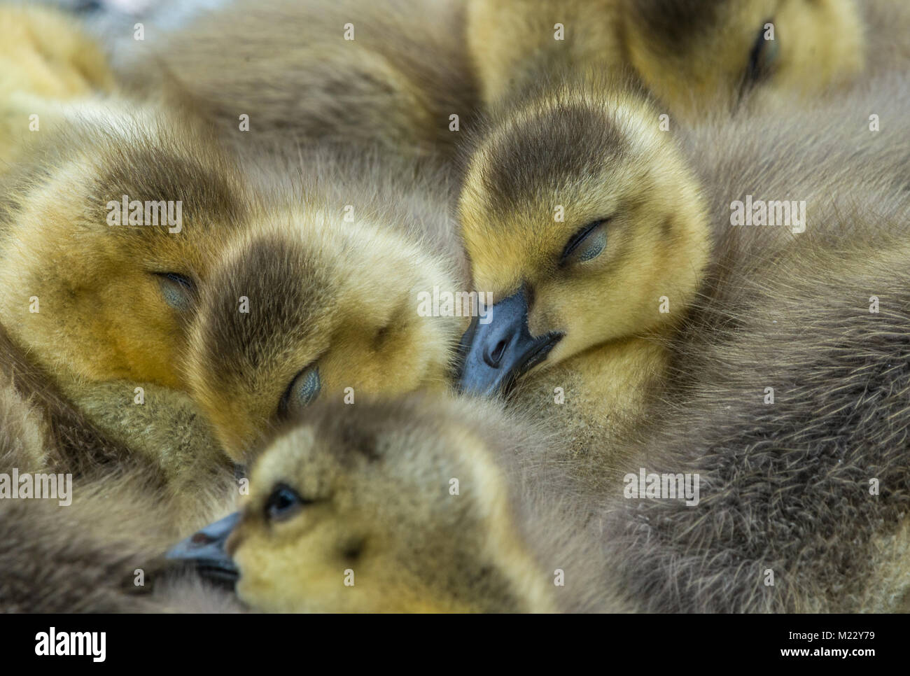 Canada giovane Goslings presso la George C. Reifel uccello migratore Santuario, Ladner, BC, Canada Foto Stock