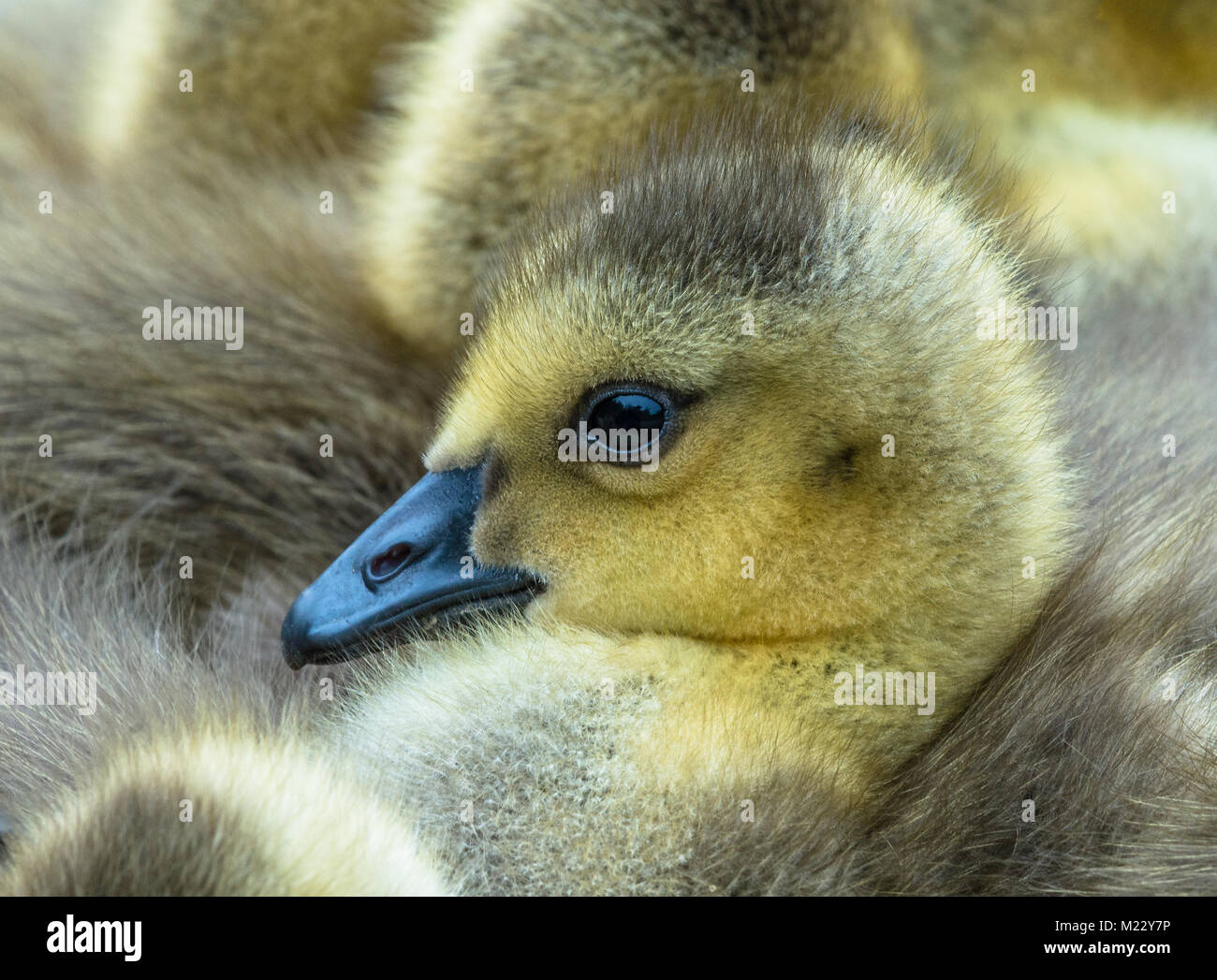 Canada giovane Goslings presso la George C. Reifel uccello migratore Santuario, Ladner, BC, Canada Foto Stock