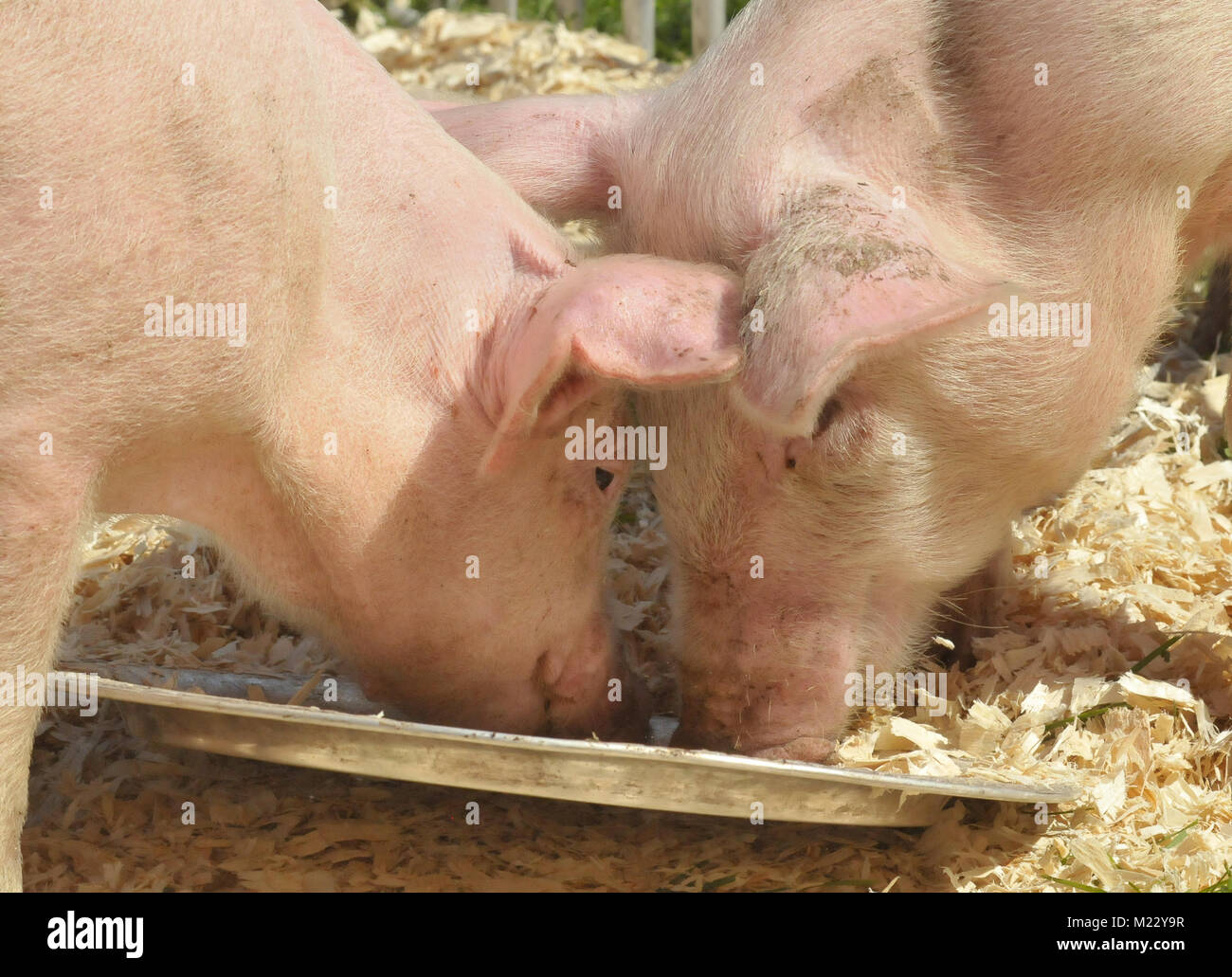 Gruppo di maiali mangiano il loro premio al traguardo di una gara di maiale alla fiera. Foto Stock