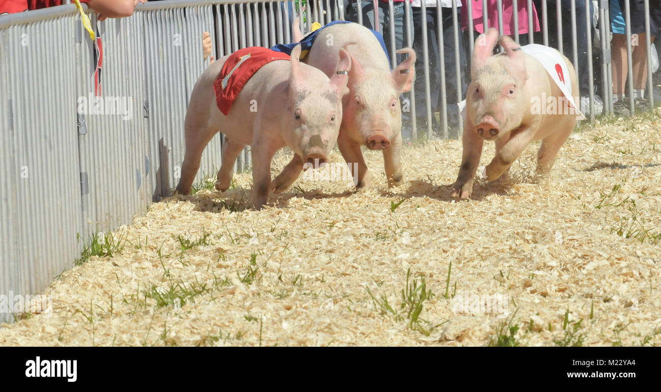 Suini racing al festival. Foto Stock