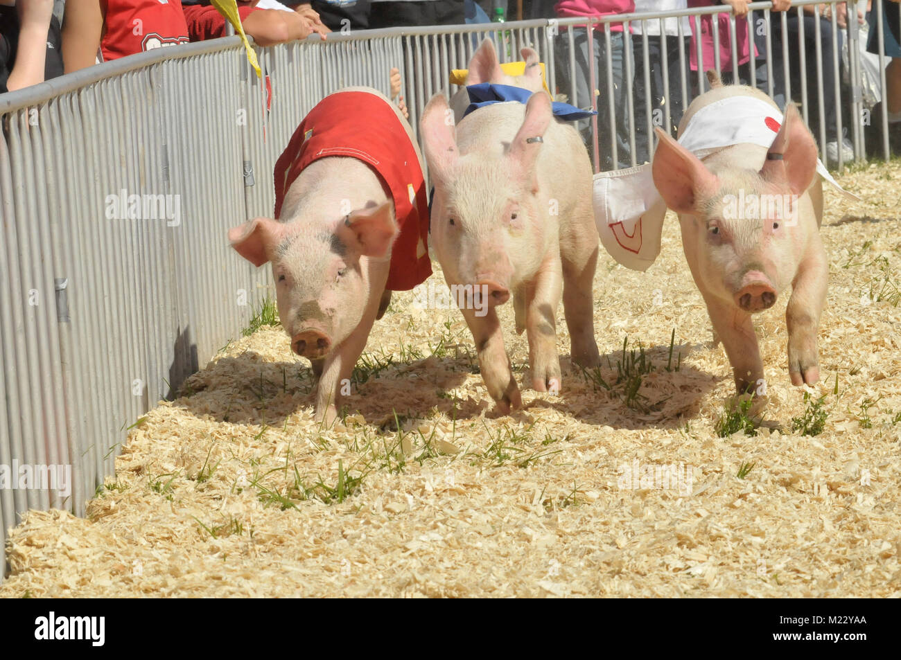 Suini racing al festival. Foto Stock