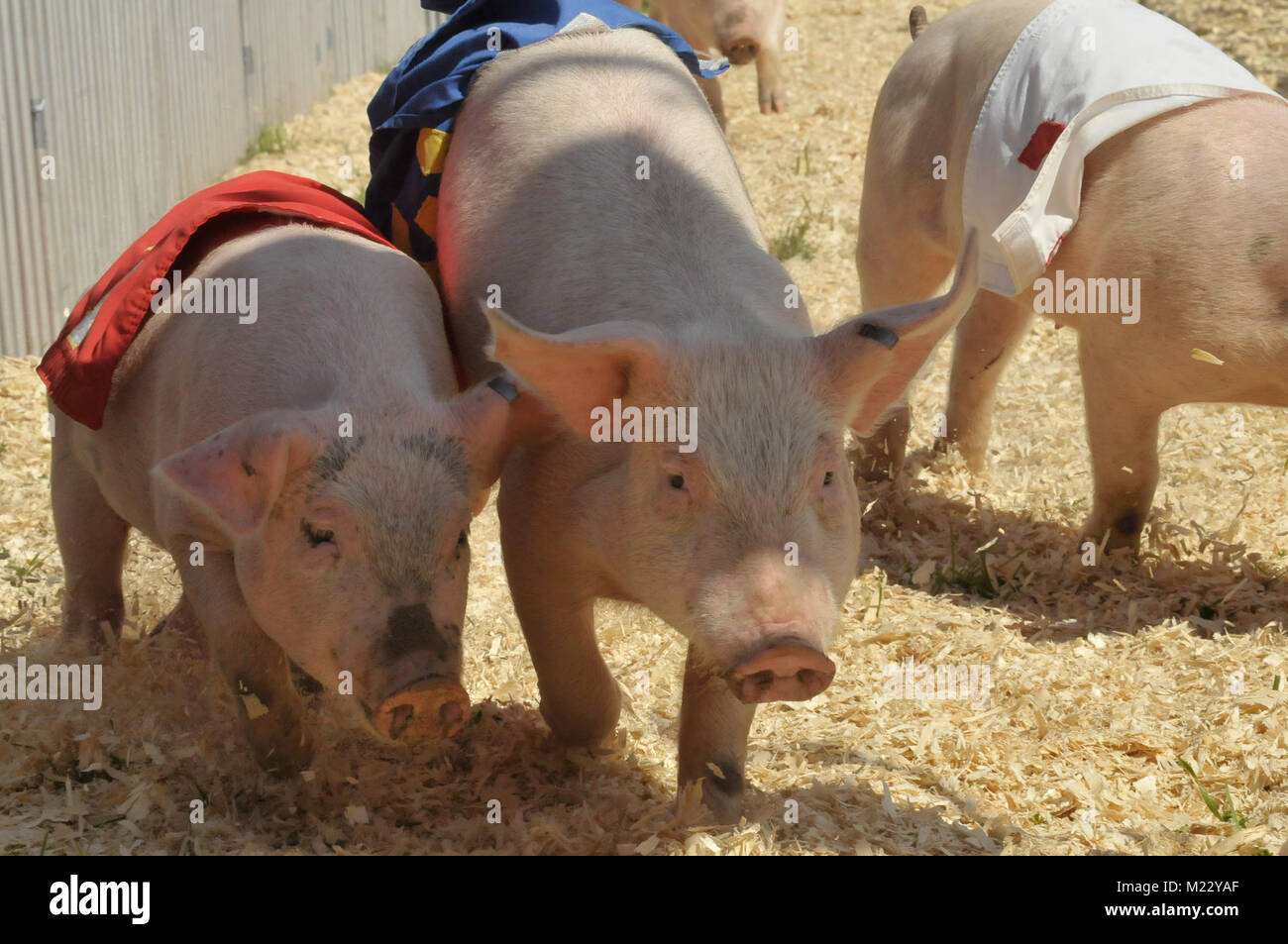 Suini racing al festival. Foto Stock