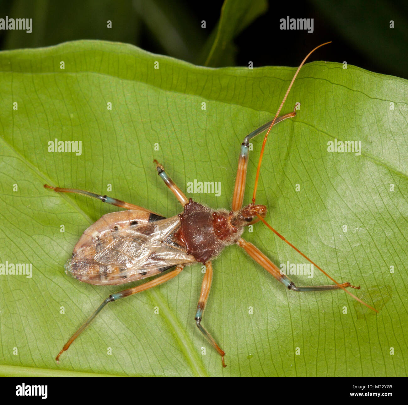 Golden brown Assassin bug, Pristhecanthus plagipennis, Australian benefico di insetti predatori sulla foglia verde Foto Stock