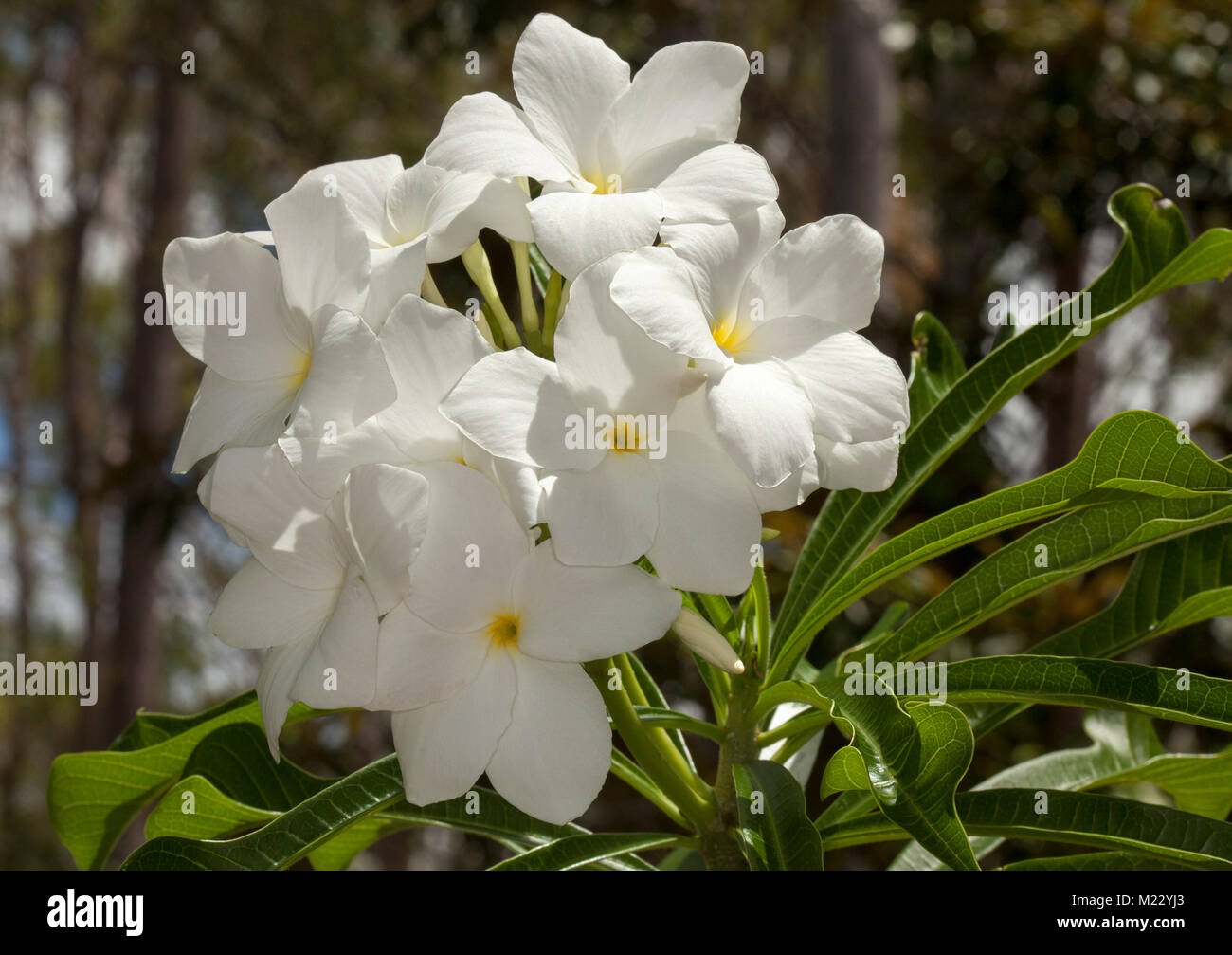 Cluster di bianco fiori profumati di evergreen frangipani, Plumeria pudica 'amore sempiterno' Foto Stock