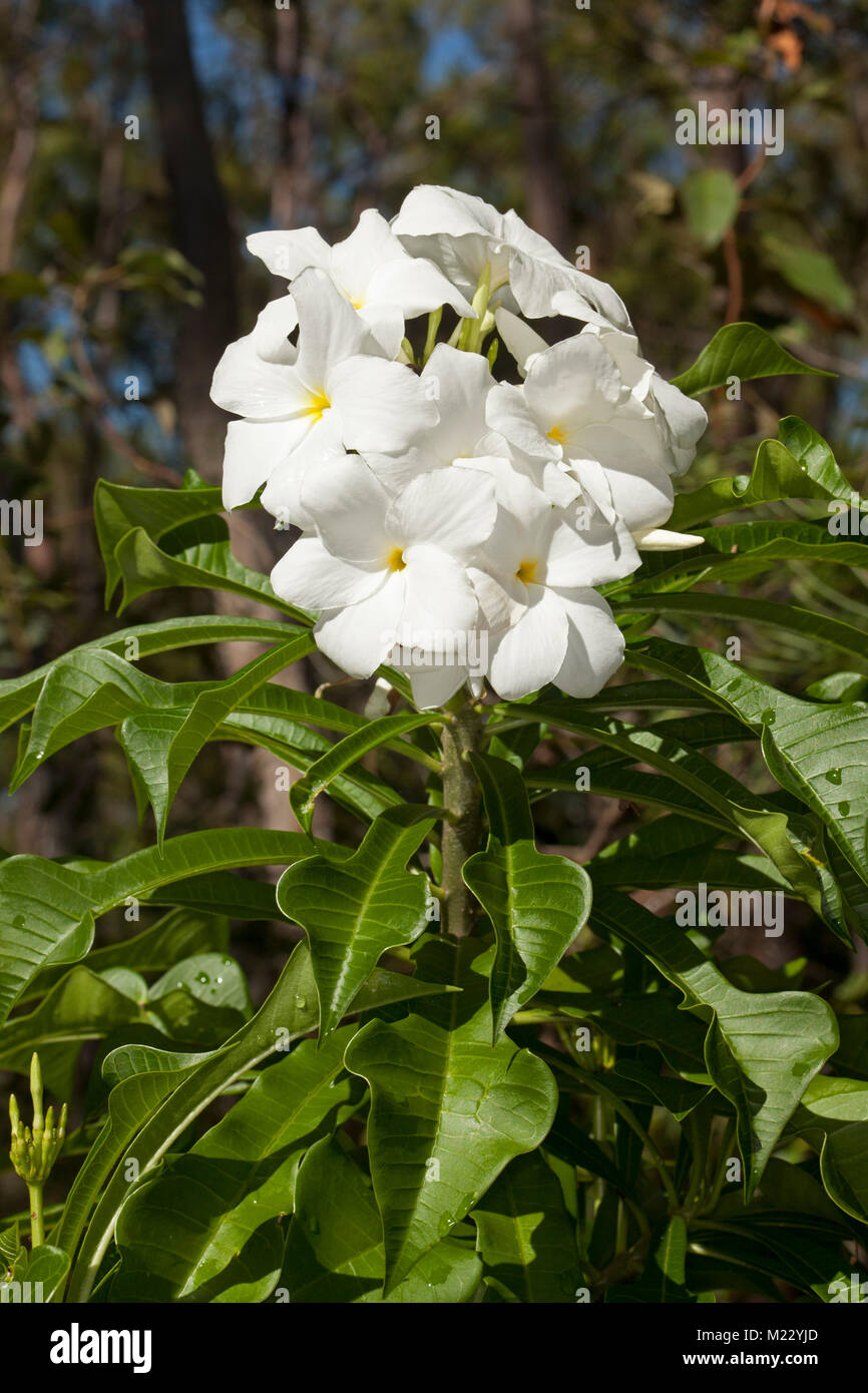Cluster di bianco fiori profumati e foglie di colore verde scuro della evergreen frangipani, Plumeria pudica 'amore sempiterno' Foto Stock