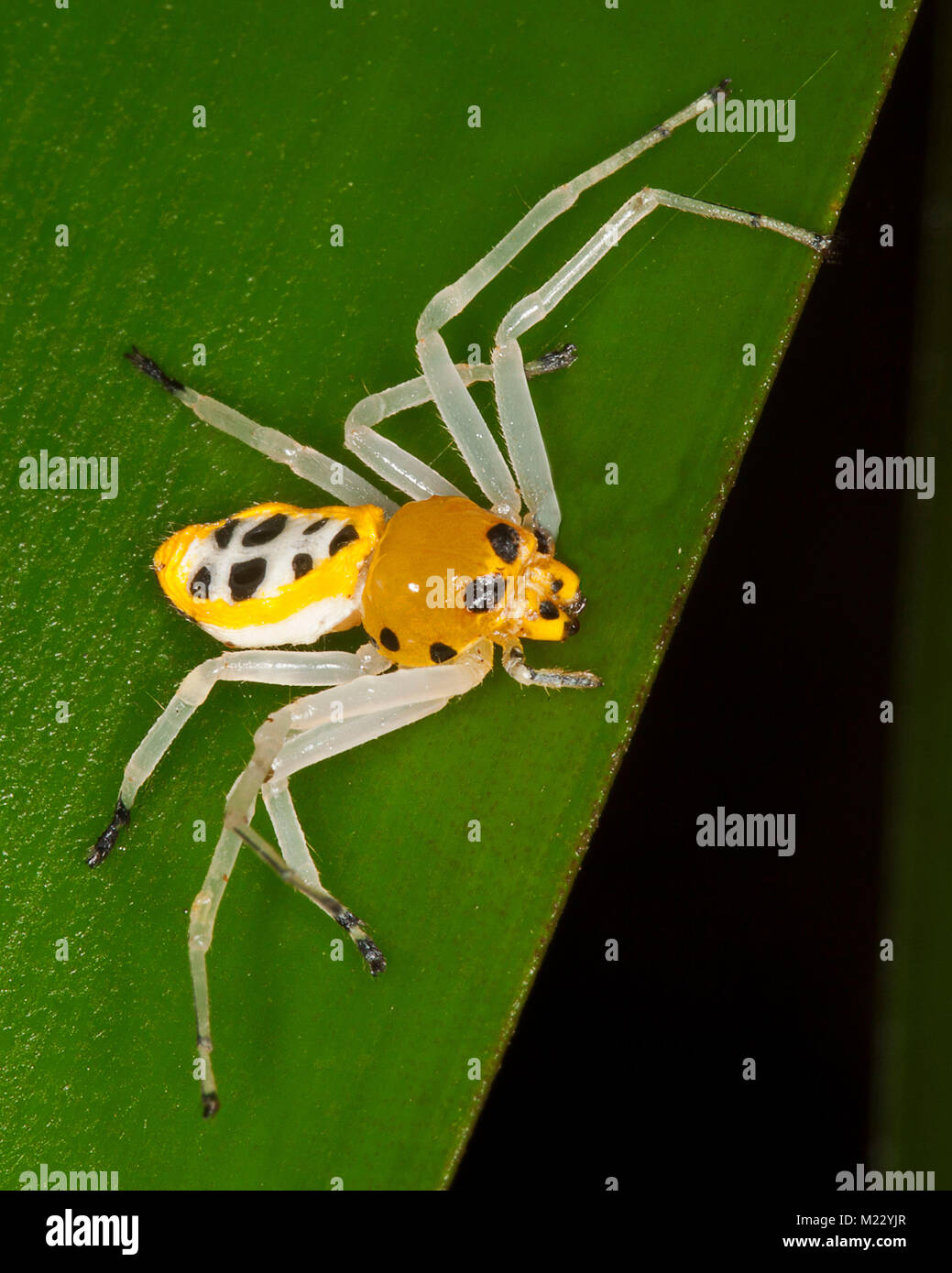 Bello e insolito giallo e nero spotted australiana ragno granchio, Poecilothomisus speciosus, sulla foglia verde Foto Stock