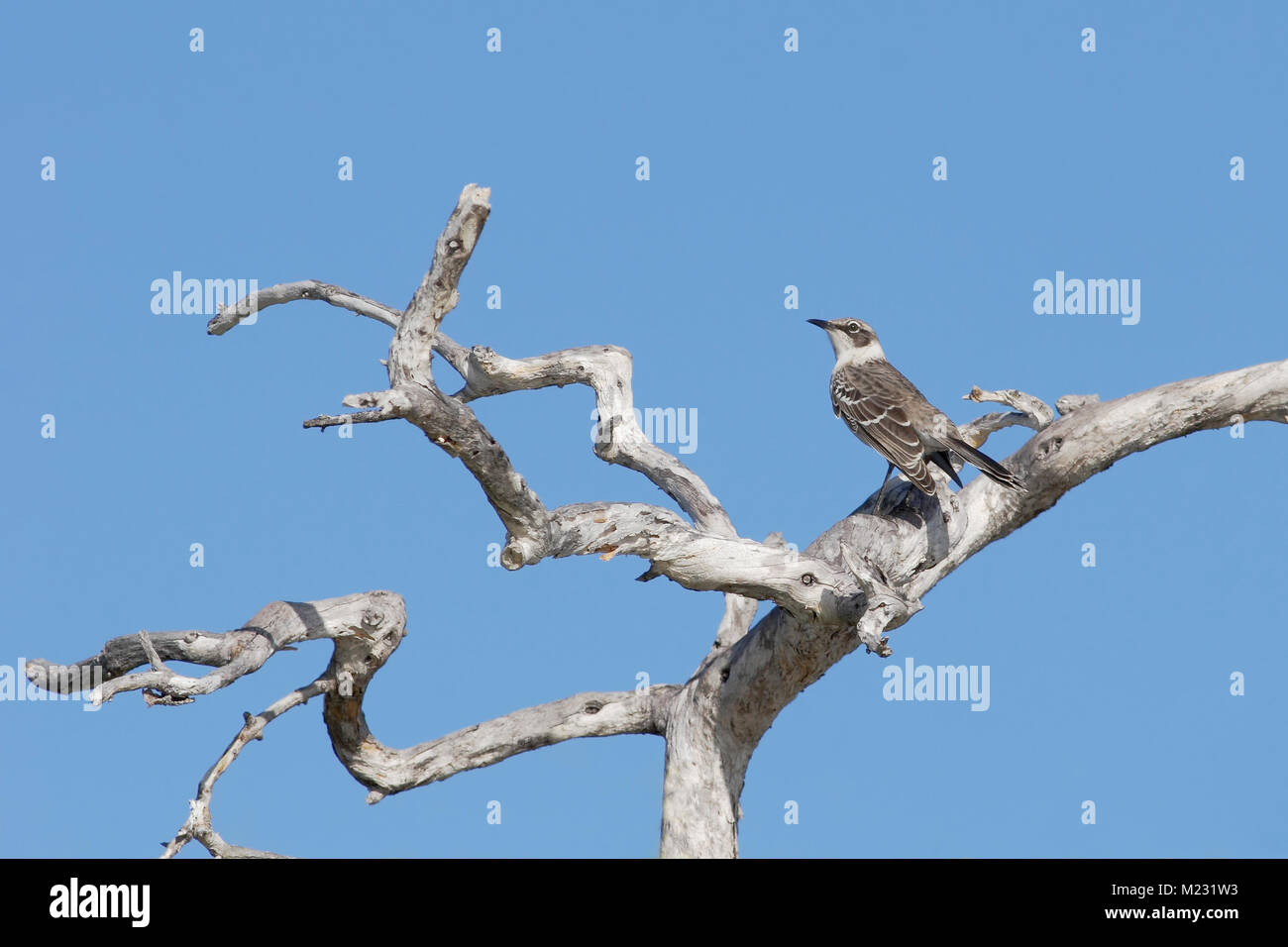Le Galapagos mockingbird (Mimus parvulus) in albero morto, Elizabeth Bay, Isabela, Isole Galapagos, Ecuador Foto Stock