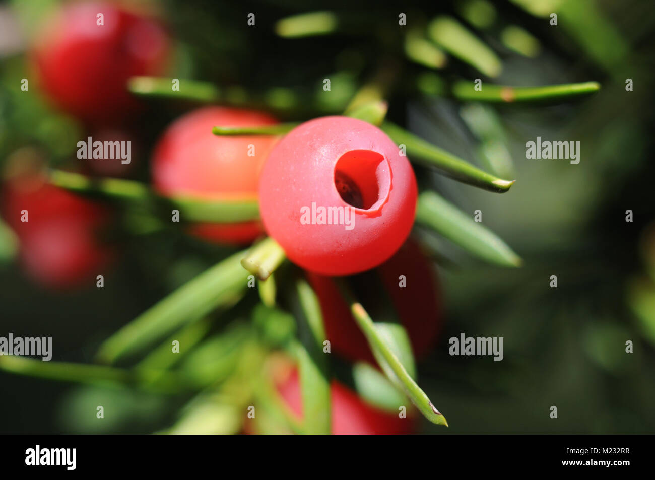 Red aril intorno al cono maturo di un tasso Foto Stock