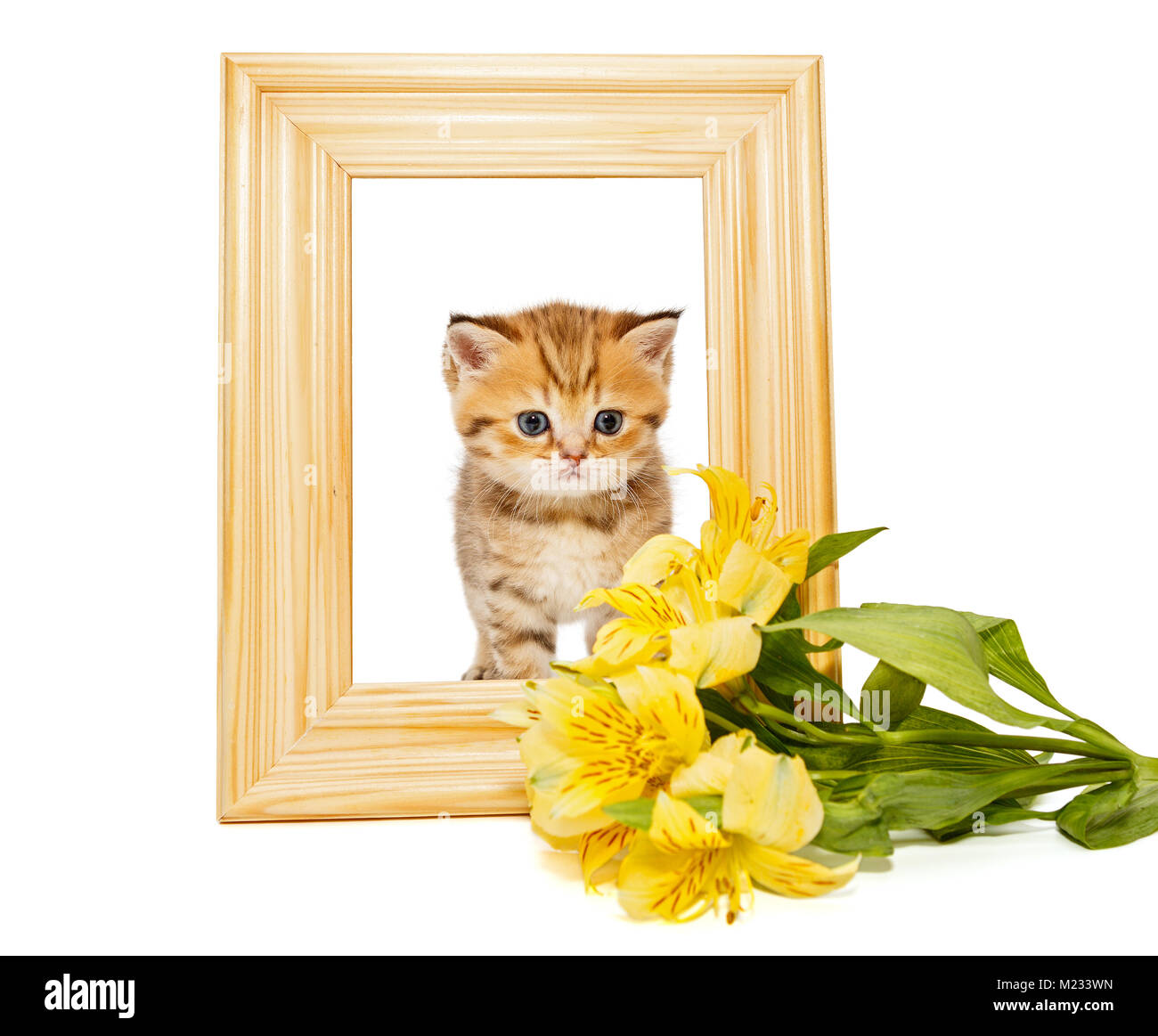 Little kitty in un telaio di legno e un fiore, isolato su bianco Foto Stock