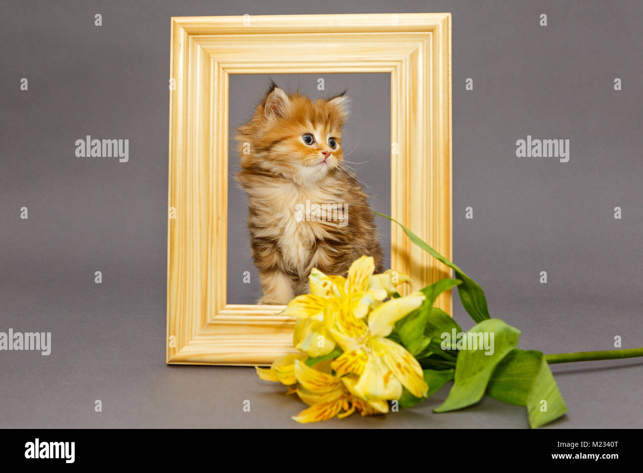 Piccolo gattino in legno photo frame, su sfondo grigio Foto Stock