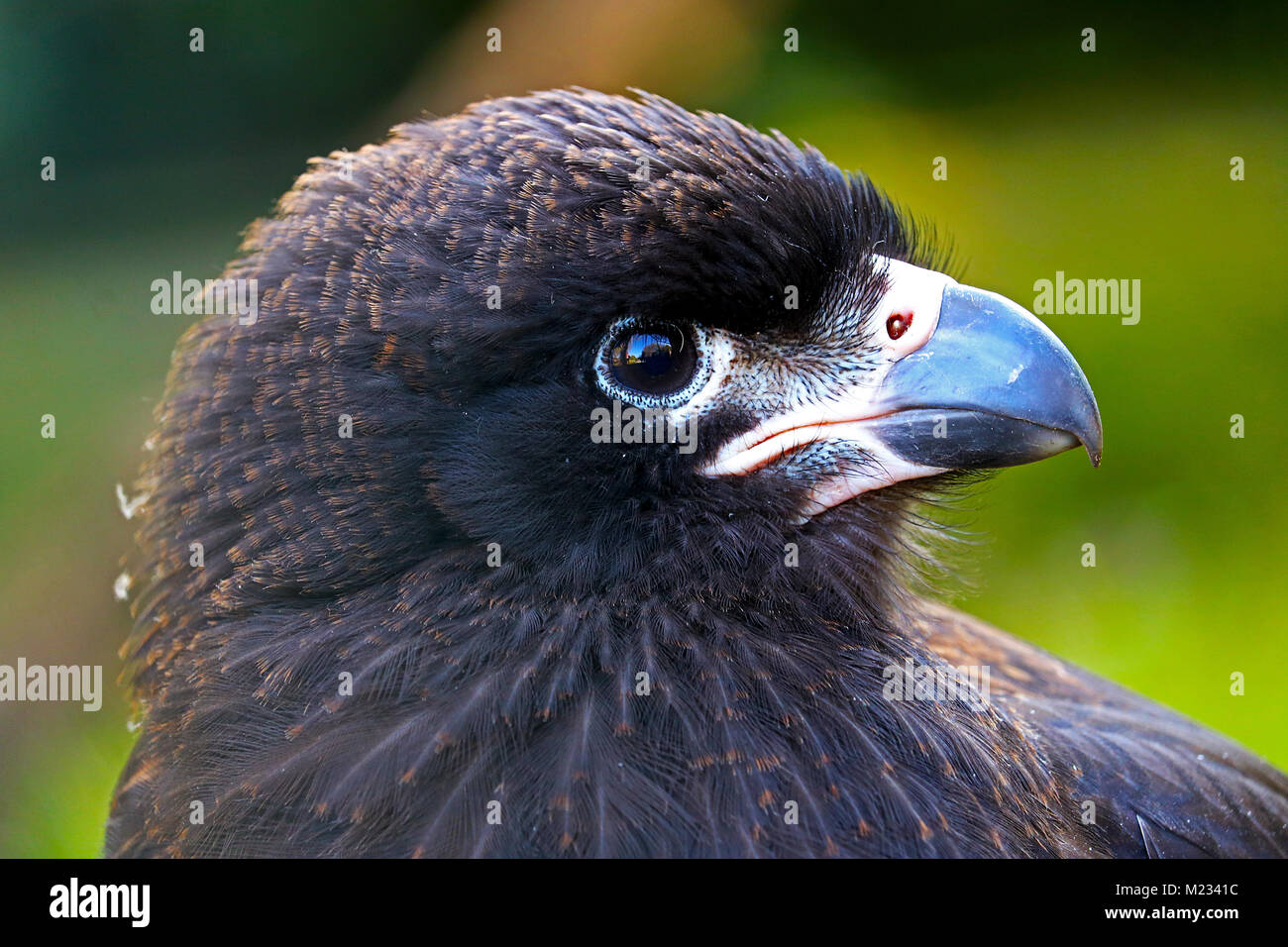 La testa di un bambino caracara striato (phalcoboenus australis) falco in vista di profilo Foto Stock