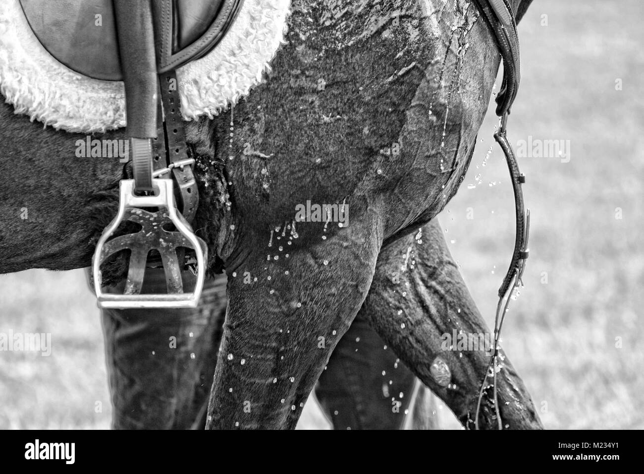 Bianco & nero delle corse ippiche a caldo Foto Stock