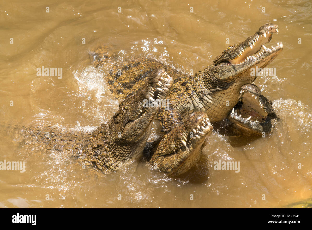 Fütterung der Nilkrokodile, La Vanille Natura Park, Riviere des Anguilles, Mauritius, Afrika | alimentazione dei coccodrilli del Nilo, La Vanille natura Pa Foto Stock