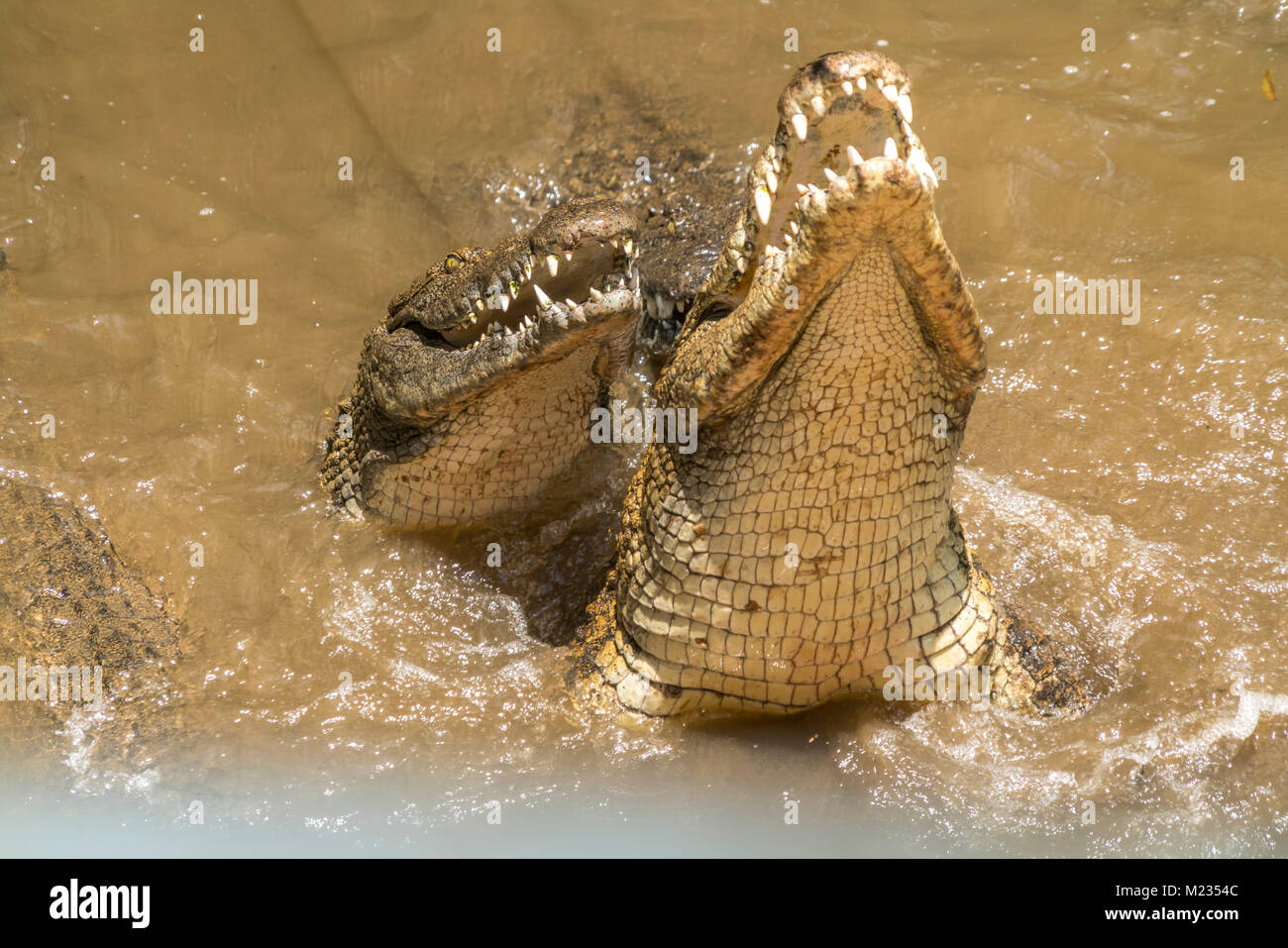 Fütterung der Nilkrokodile, La Vanille Natura Park, Riviere des Anguilles, Mauritius, Afrika | alimentazione dei coccodrilli del Nilo, La Vanille natura Pa Foto Stock