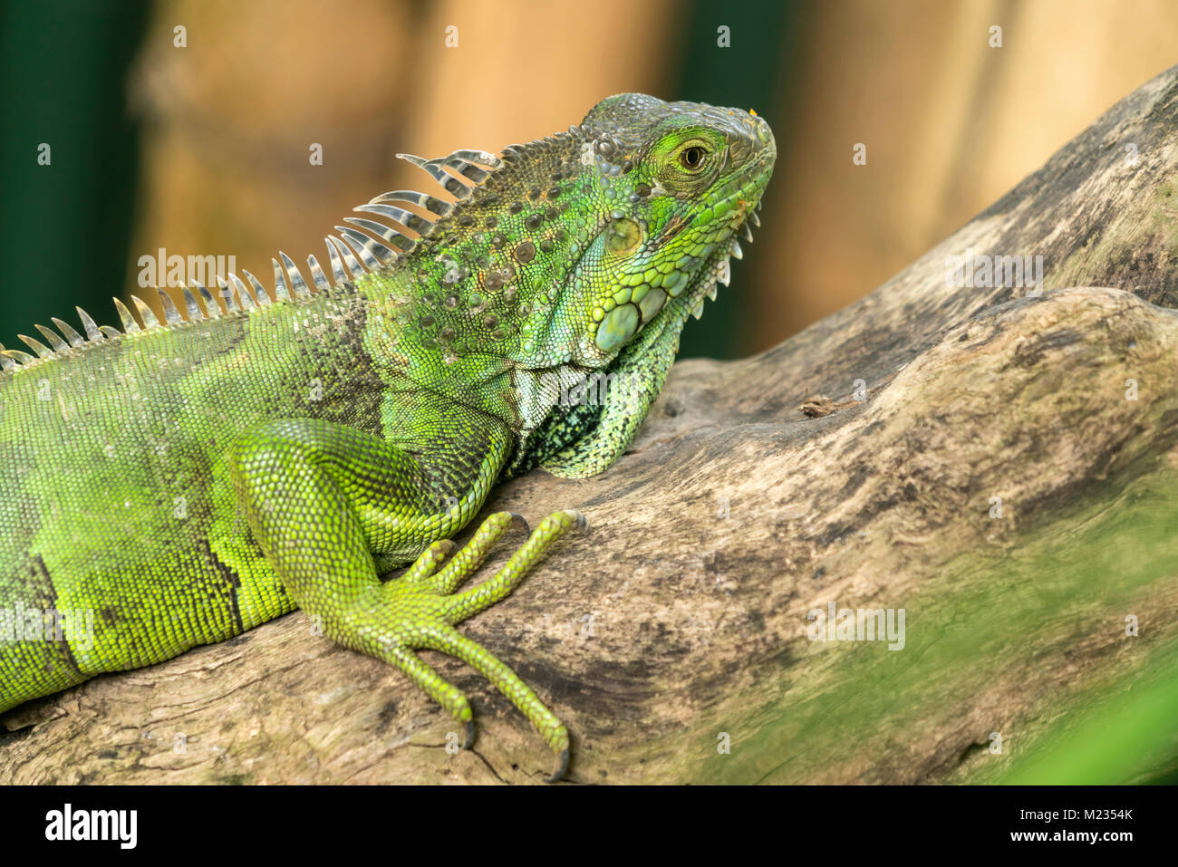 Grüner Leguan, La Vanille Natura Park, Riviere des Anguilles, Mauritius, Afrika | verde iguana, La Vanille Natura Park, Riviere des Anguilles, Mauri Foto Stock