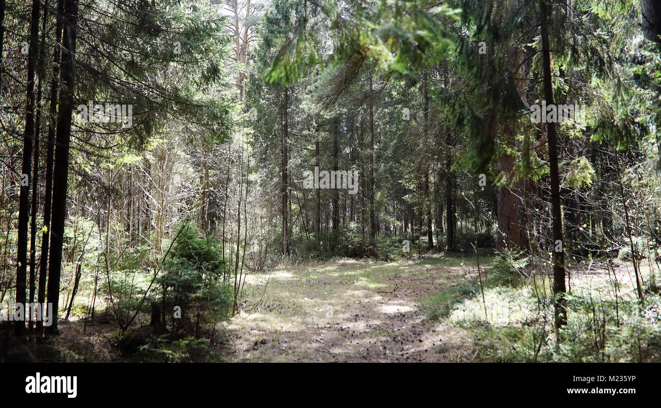 Foresta di Pini. Profondità di una foresta. Viaggio attraverso sentieri nella foresta. T Foto Stock