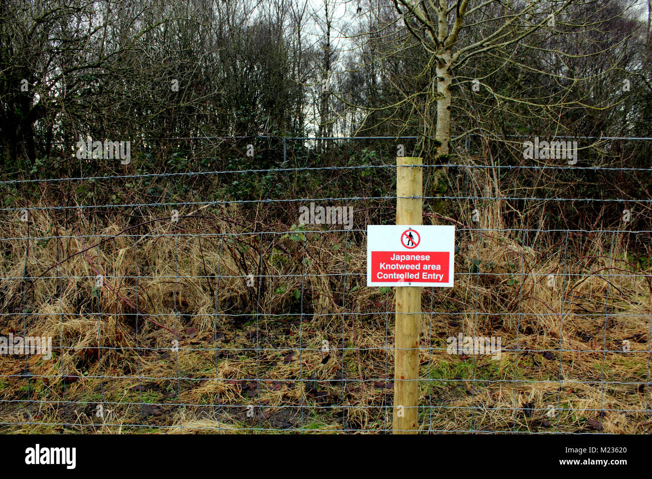 Area contenente knotweed giapponese con no-entrata segno di avvertimento Foto Stock