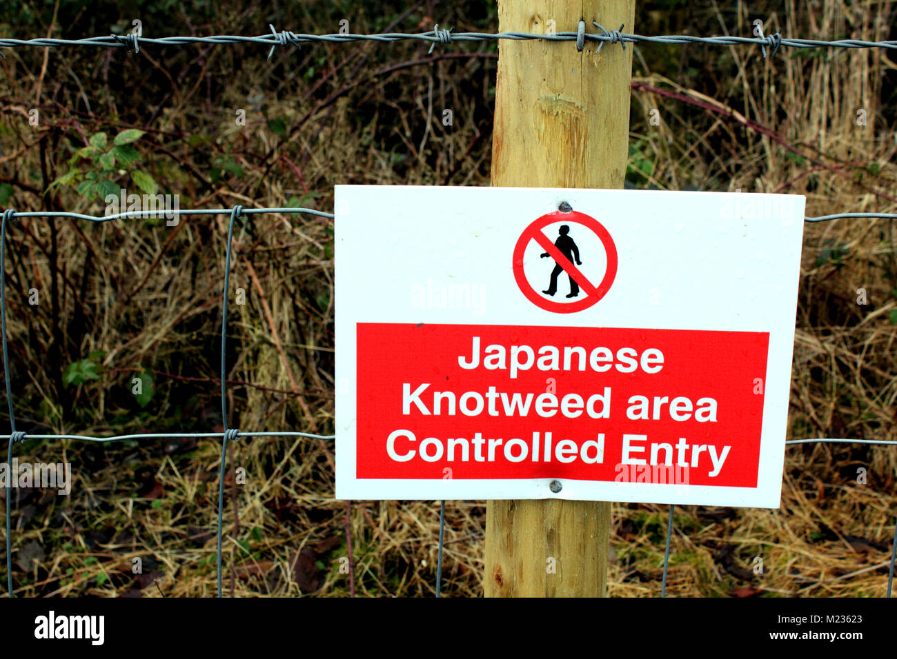 Area contenente knotweed giapponese con no-entrata segno di avvertimento Foto Stock