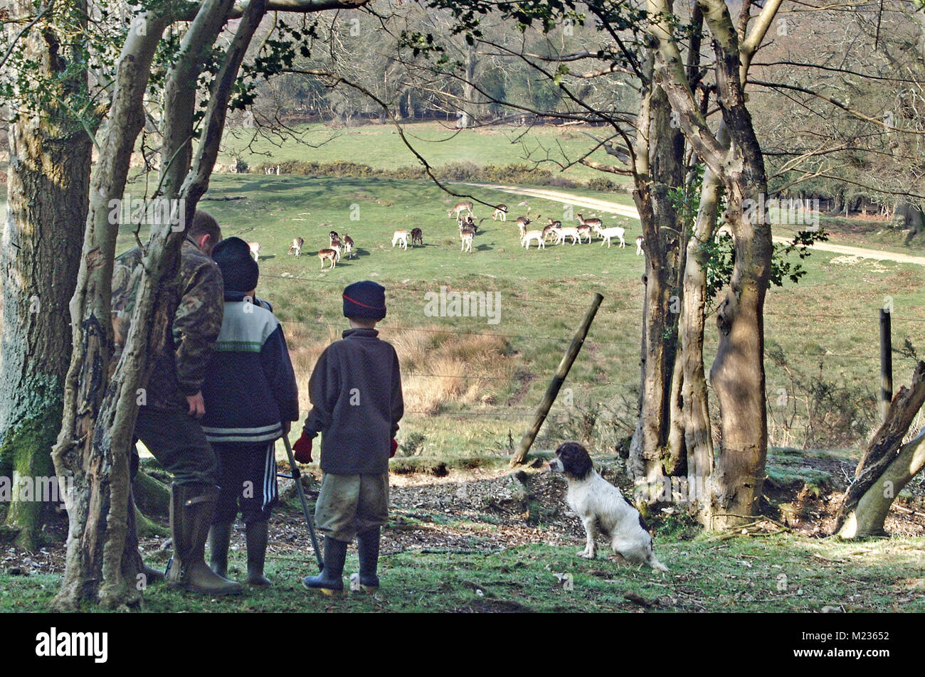 Padre che mostra i suoi figli cervi a Bolderwood cervi nel santuario del nuovo Parco Nazionale della Foresta Foto Stock