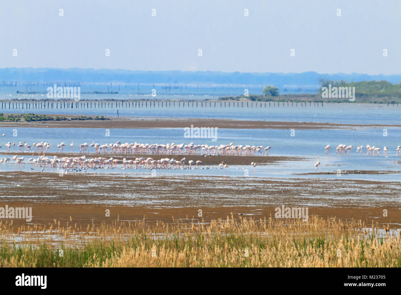 Stormo di fenicotteri rosa da "Delta del Po' laguna, Italia. Panorama della natura Foto Stock