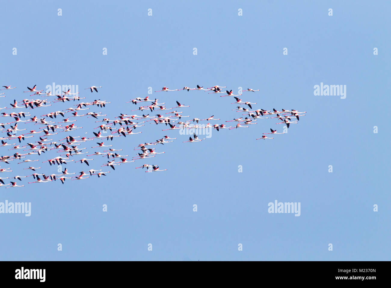 Stormo di fenicotteri rosa da "Delta del Po' laguna, Italia. Panorama della natura Foto Stock