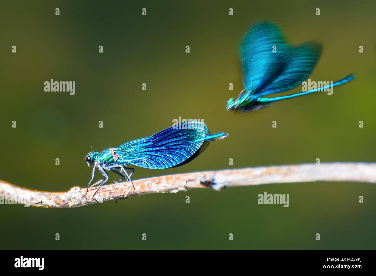 Due magnifiche libellule su a sfocare lo sfondo di colore verde. Particolare romantico dell'insetto bella giovane con un ramoscello. Foto Stock