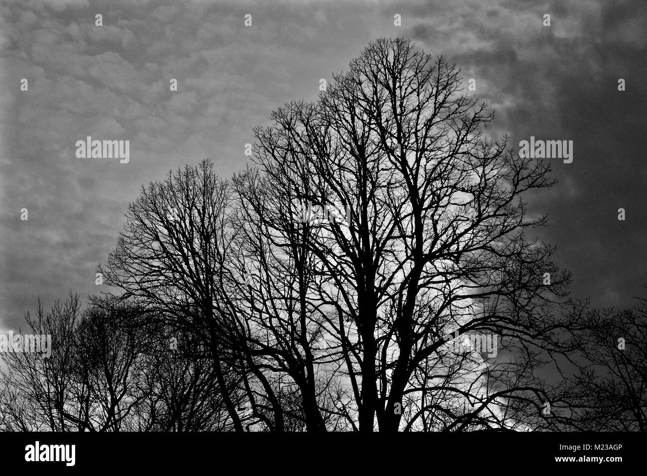 Silhouette vista dal cortile su Cape Cod Foto Stock