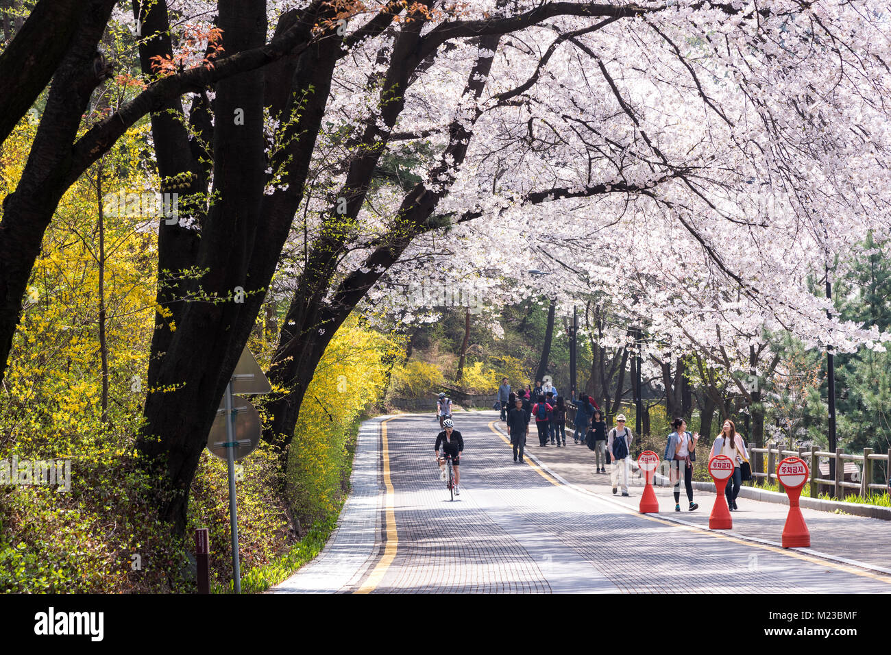 La molla nel Parco di Namsan, le persone che si godono la fioritura dei ciliegi. Foto Stock