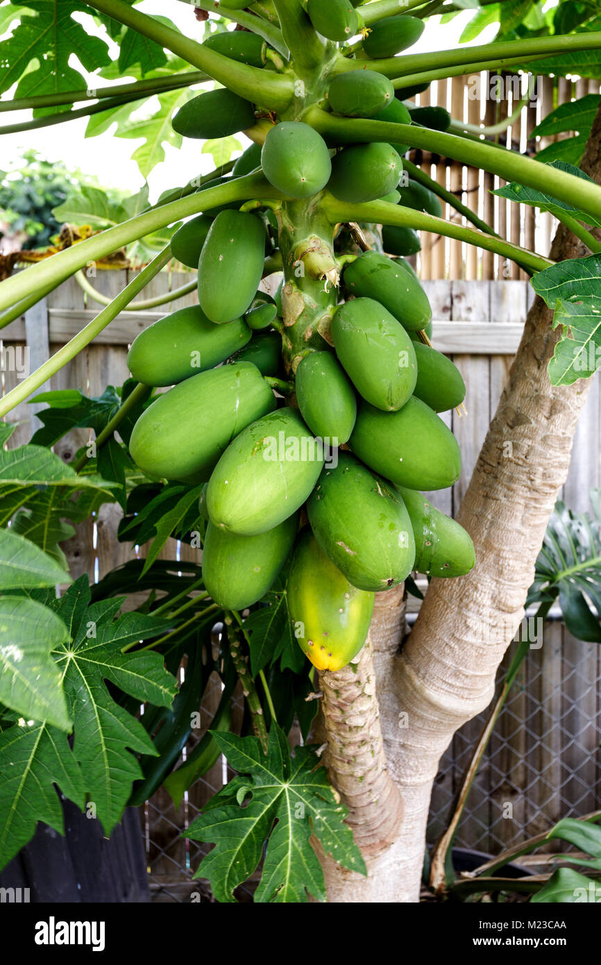 Produzione biologica giallo papaia Carica papaya, albero e frutta verde su un cortile in Redcliife, Queensland, Portogallo Foto Stock