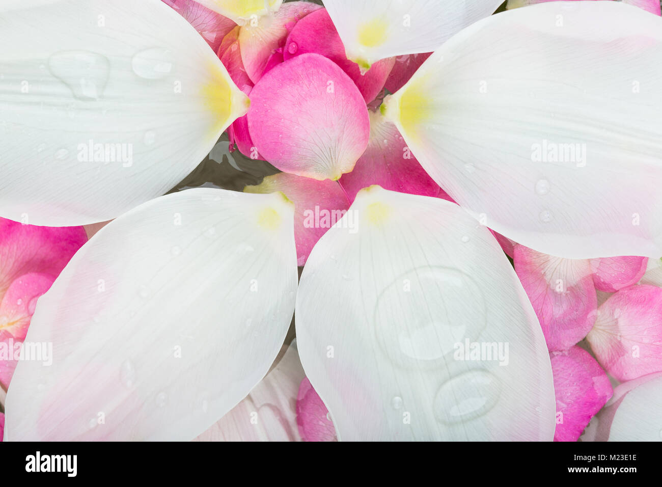 Crescendo, rinverdimento, floristiche concetto di lavoro. vi sono grandi petali di colore bianco che galleggiano sulla superficie del trasparente di acqua pulita, si compongono di un cerchio e guardare come flower dalla vista superiore Foto Stock