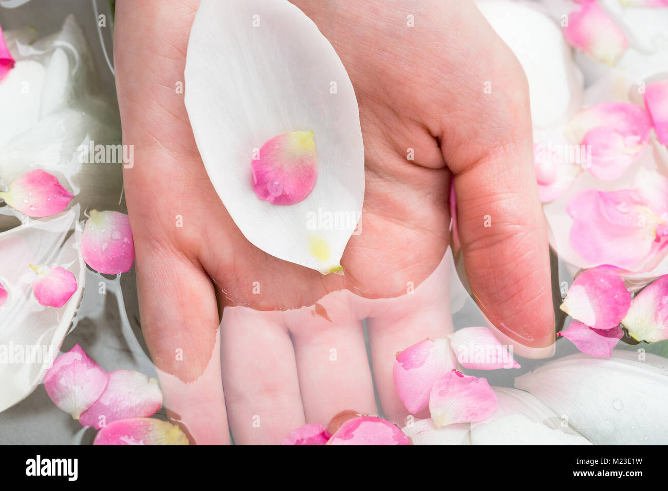 Natura, cura, spa concept. vi è canto di donna caucasica parzialmente coperto con acqua piena di diversi petali di fiori, Snowy White quelli grandi sono da tulipani, piccoli sono da cherry Foto Stock