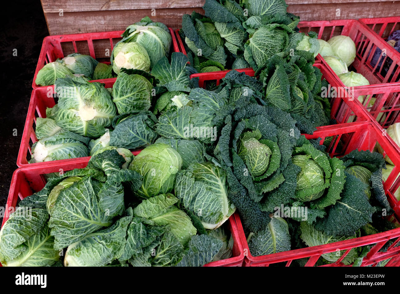Freschi cavoli verdi di Milano per la vendita in un farmshop in Canterbury Kent REGNO UNITO Febbraio 2018 Foto Stock