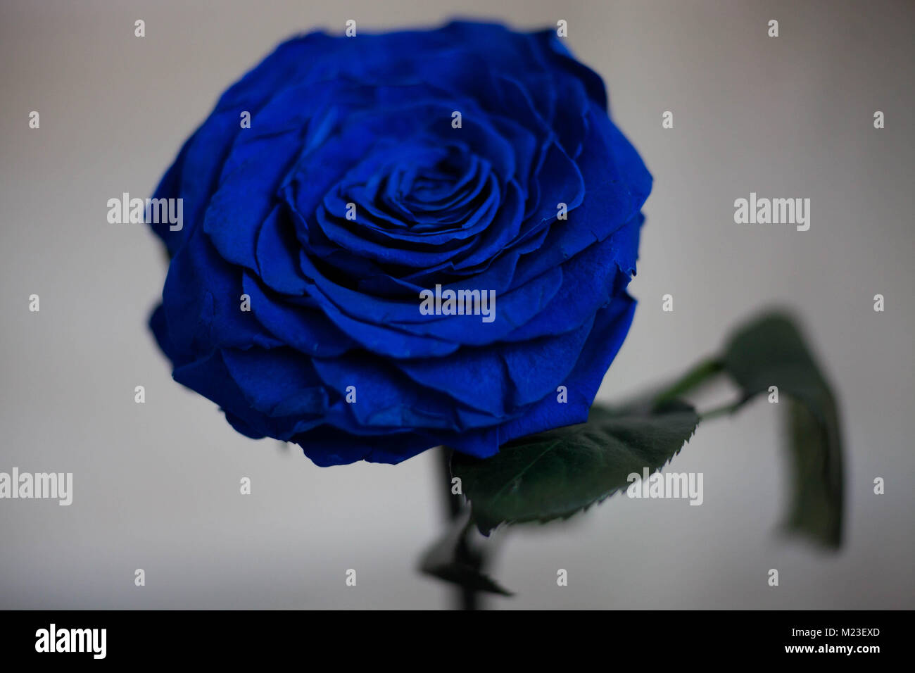 Blue Rose eterna nel pallone. Close up. Foto Stock
