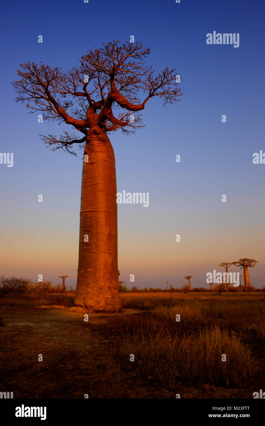 Baobab - Adansonia grandidieri, Madagascar west coast. Viaggiare in Madagascar. Vacanze a. Struttura iconica. Foto Stock
