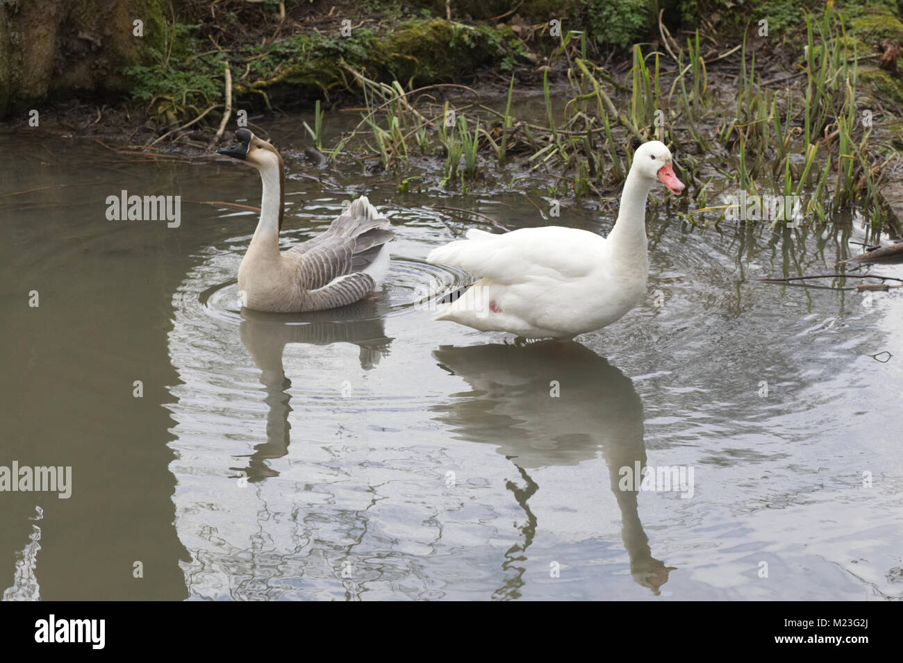 Grey Goose e oca bianca su un laghetto Foto Stock