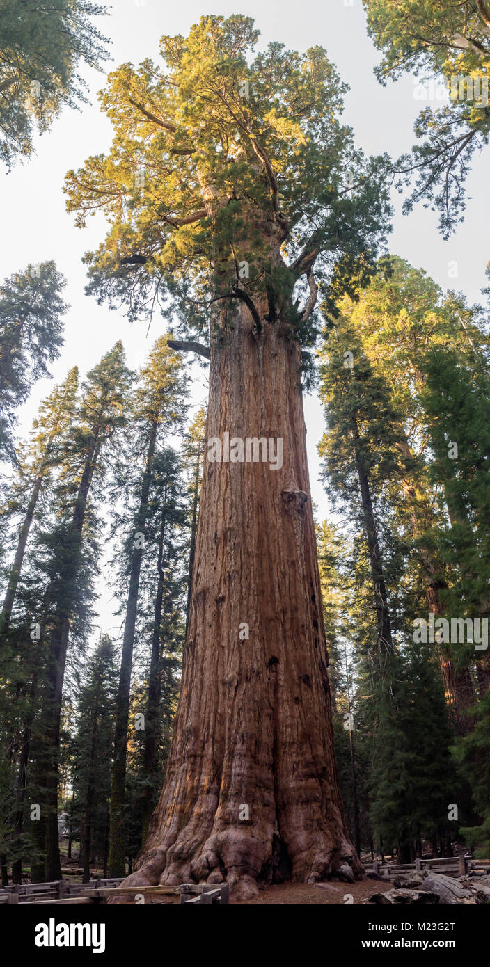 General Sherman Tree nel Parco Nazionale di Sequoia Foto Stock