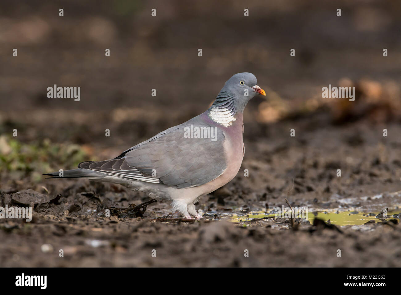 Il Colombaccio ( Columba palumbus) circa a bere ad una pozza di bosco. Foto Stock