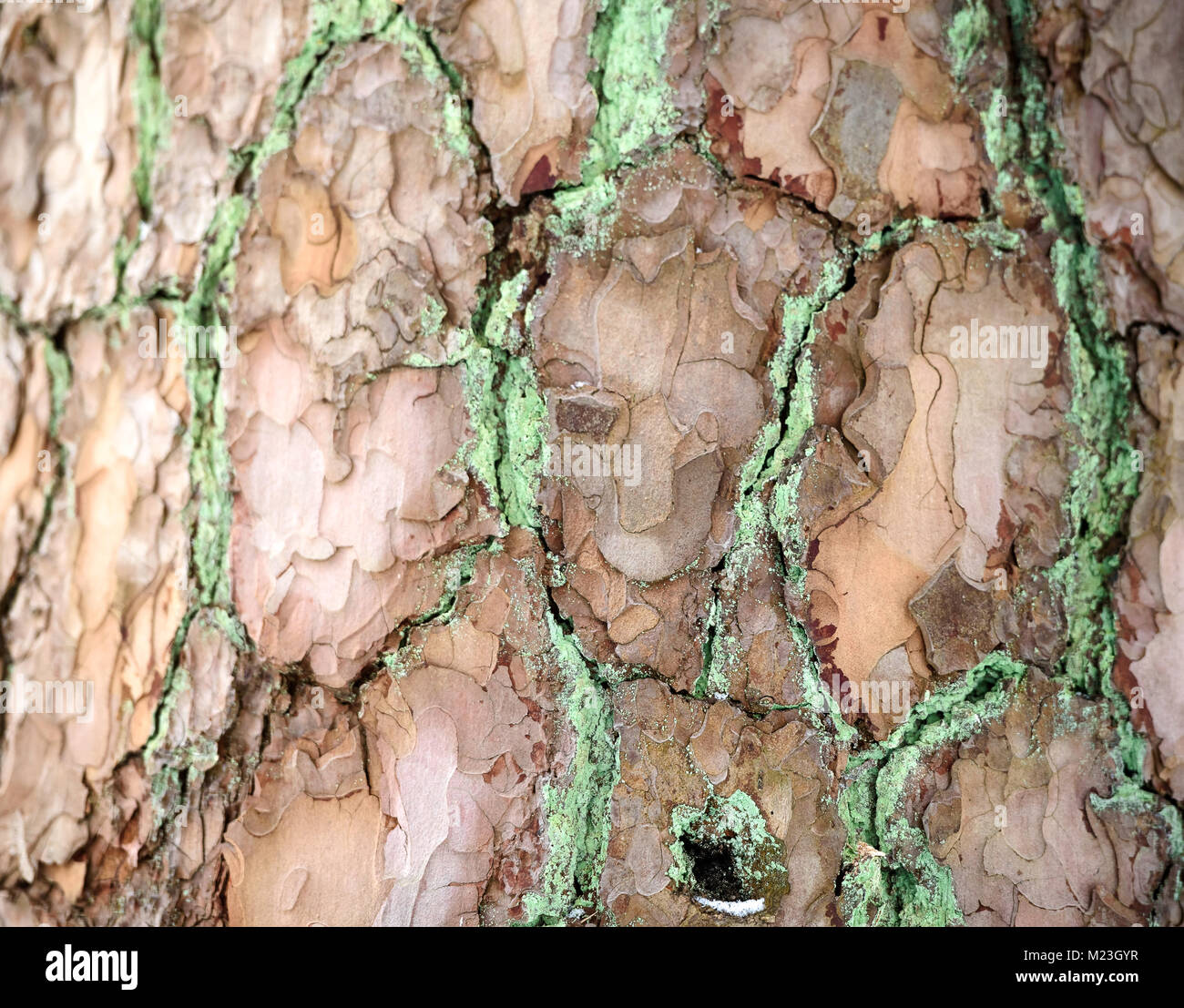 La texture della corteccia. Immagine di sfondo. Naturale. Foto Stock