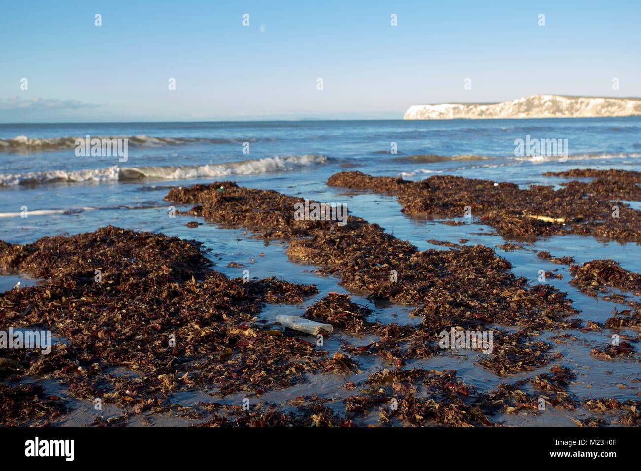 Le bottiglie di plastica lavati fino in spiaggia Foto Stock