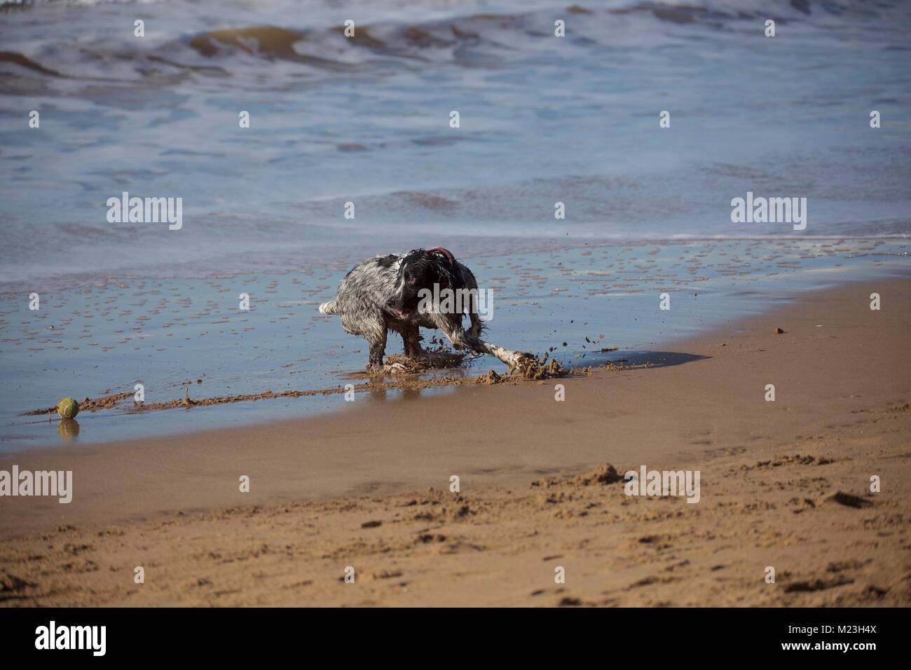 Cane a caccia di una sfera sulla spiaggia Foto Stock