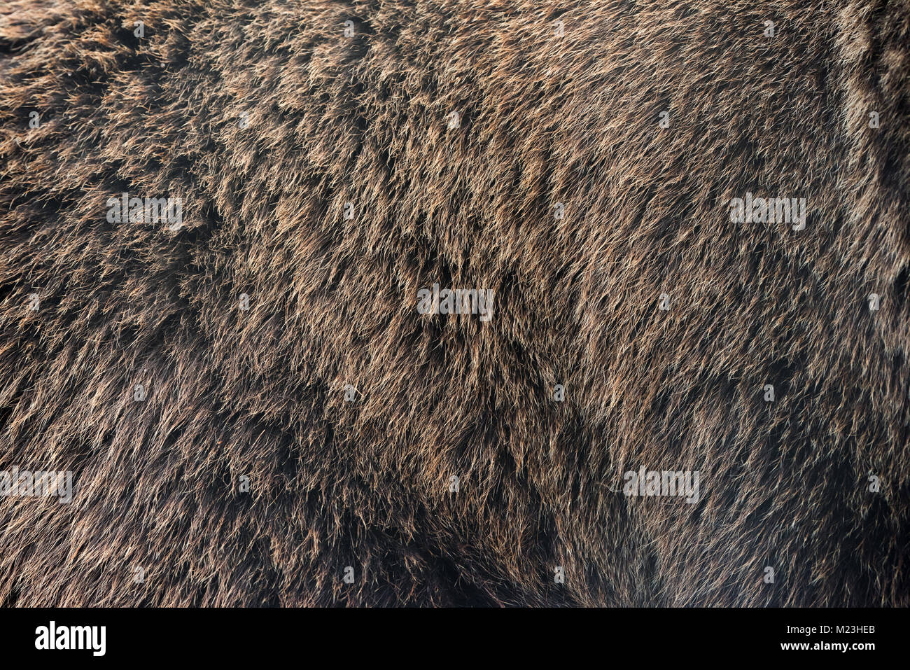 Chiudere vero orso bruno texture di pelliccia Foto Stock