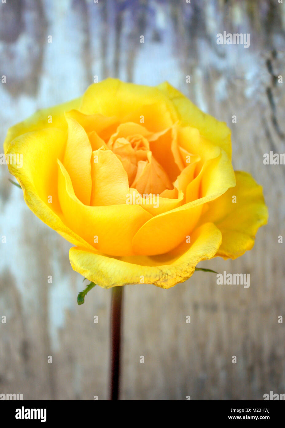 Una sola rosa gialla Foto Stock