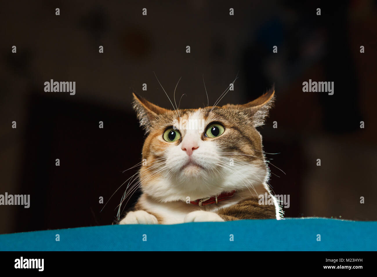 Piuttosto lo zenzero cat drizzare le orecchie in alert. Sorpreso cat, ampia ha aperto gli occhi, funny emozioni. Foto Stock