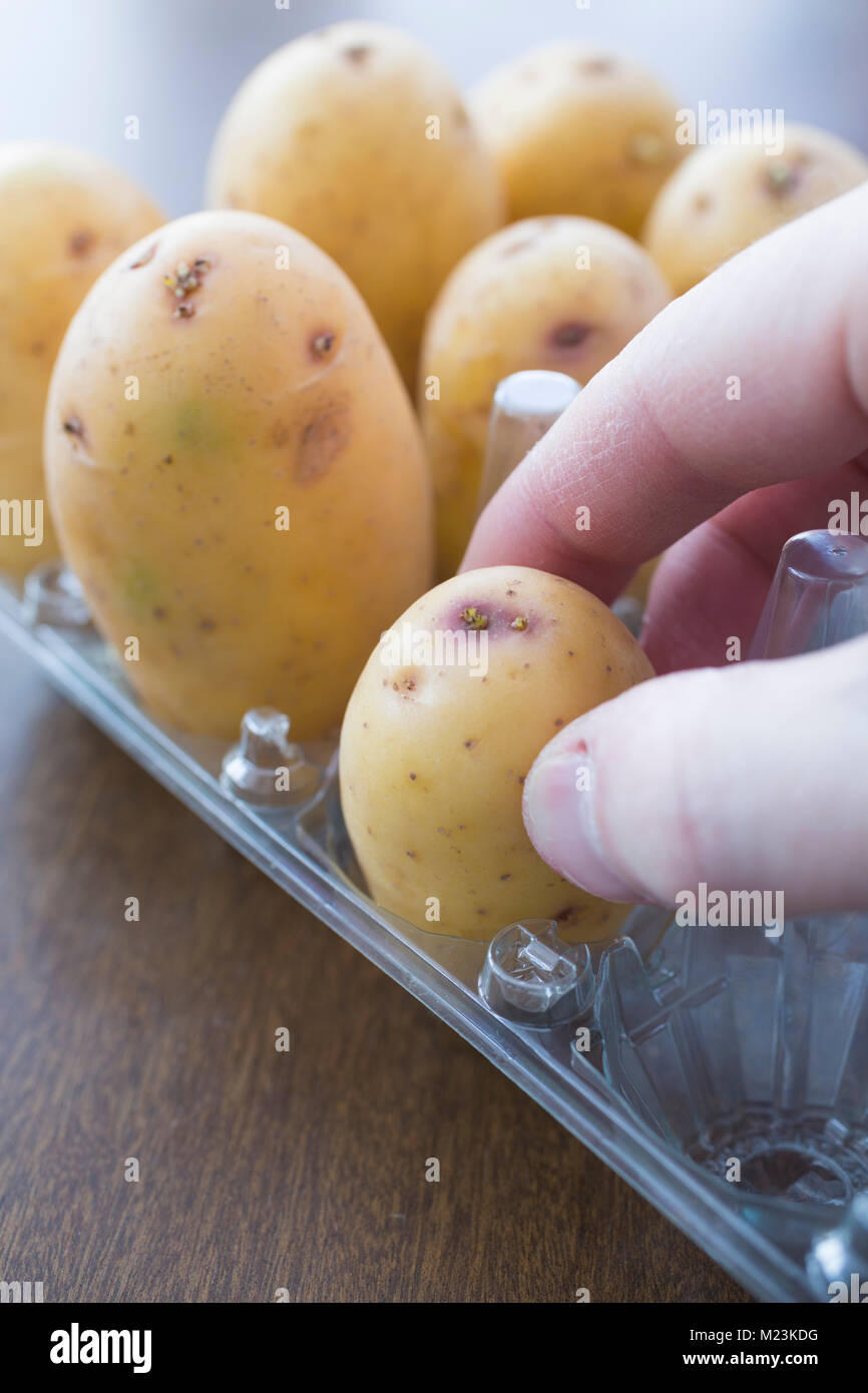 Immissione Potato "galante" in plastica del vassoio di uova Foto Stock