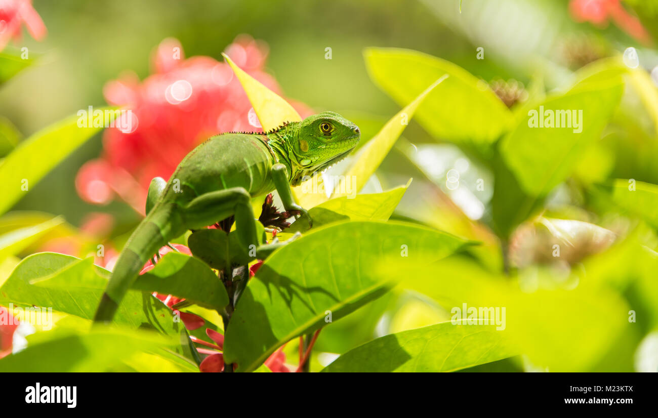 Piccola iguana verde isolato Foto Stock