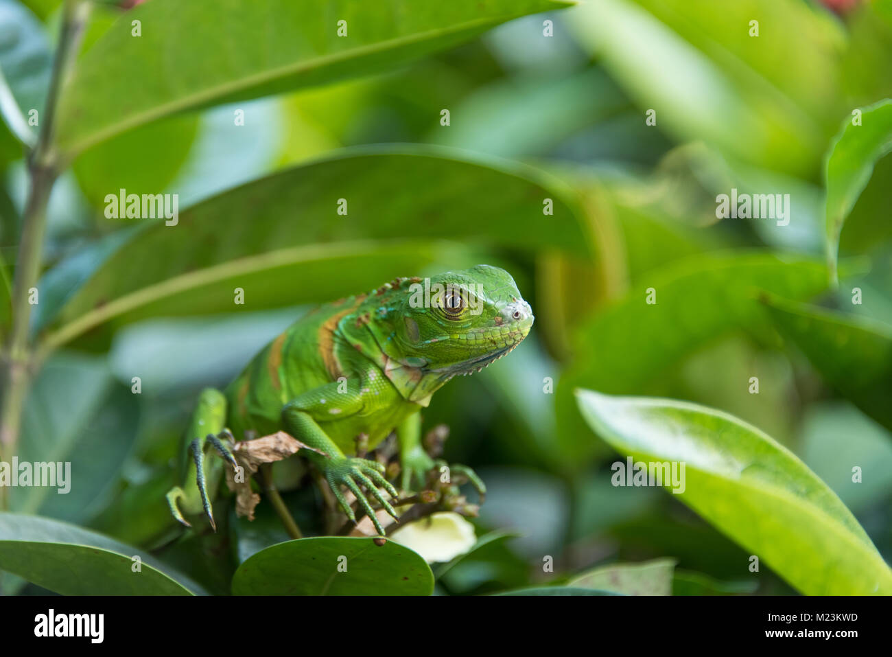 Piccola iguana verde isolato Foto Stock