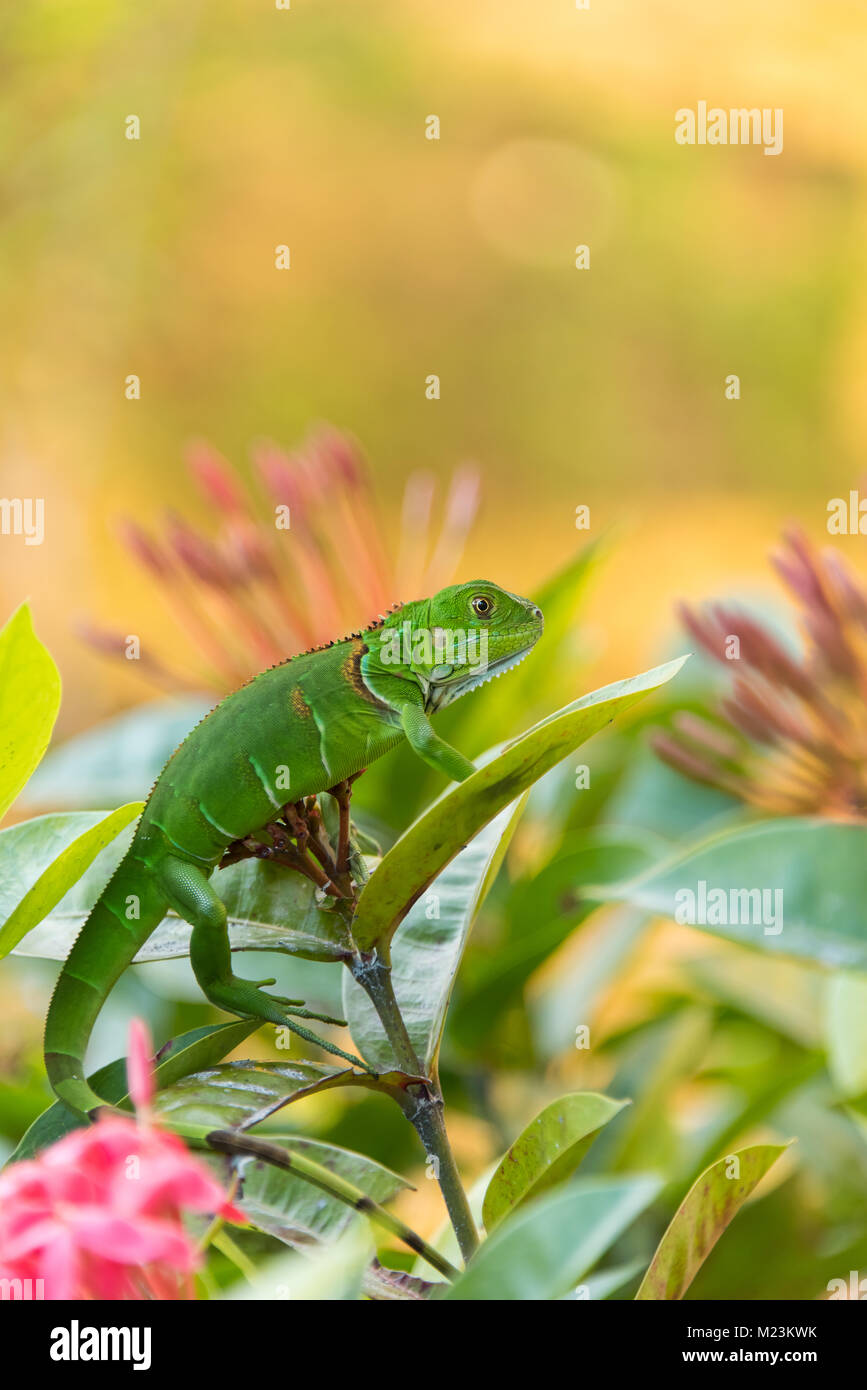 Piccola iguana verde isolato Foto Stock